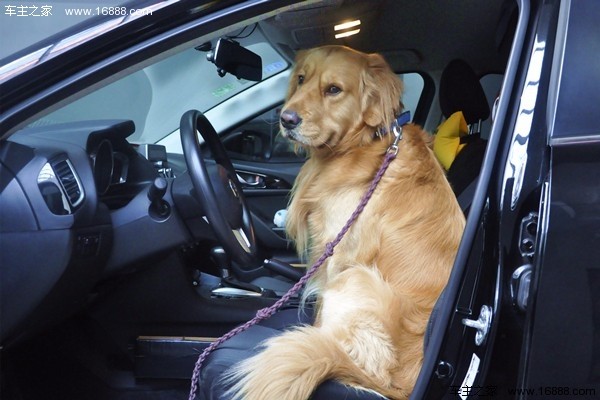 Come portare il tuo cane in un viaggio che dice di andare via quando torni a casa per il nuovo anno?