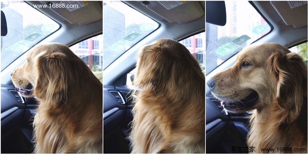 Come portare il tuo cane in un viaggio che dice di andare via quando torni a casa per il nuovo anno?