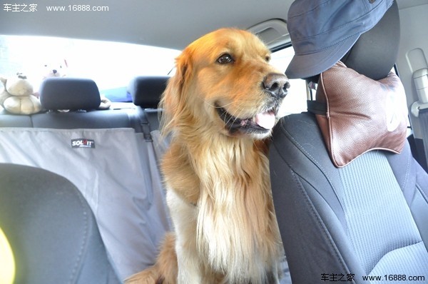 Come portare il tuo cane in un viaggio che dice di andare via quando torni a casa per il nuovo anno?