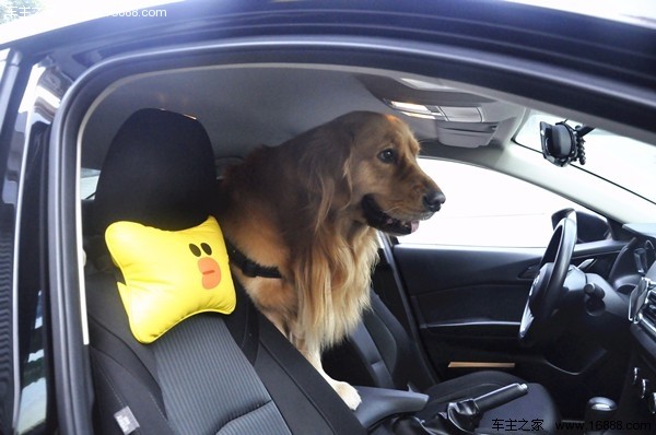 Come portare il tuo cane in un viaggio che dice di andare via quando torni a casa per il nuovo anno?