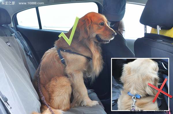 Come portare il tuo cane in un viaggio che dice di andare via quando torni a casa per il nuovo anno?