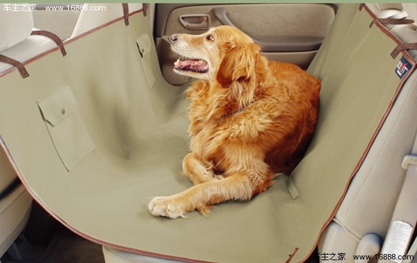 Come portare il tuo cane in un viaggio che dice di andare via quando torni a casa per il nuovo anno?