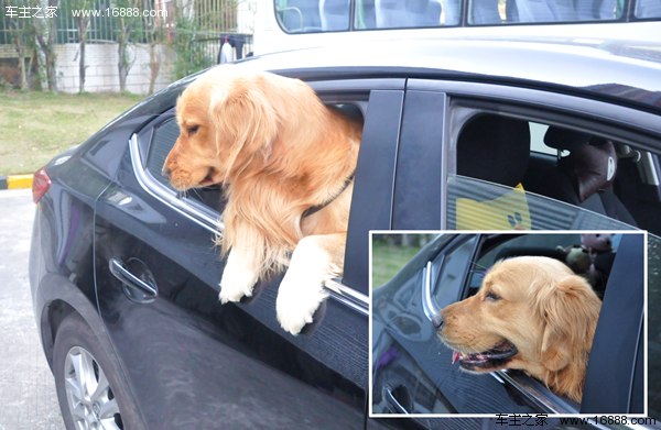 Come portare il tuo cane in un viaggio che dice di andare via quando torni a casa per il nuovo anno?