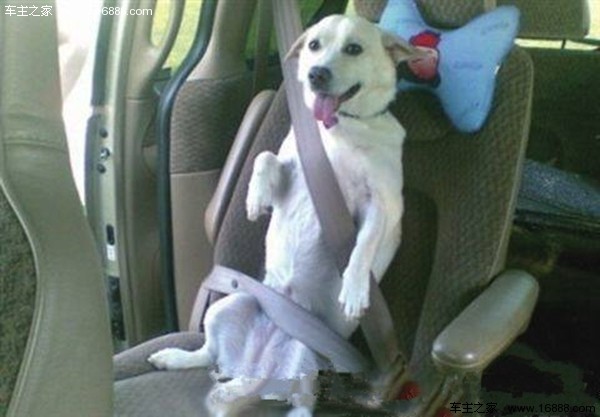 Come portare il tuo cane in un viaggio che dice di andare via quando torni a casa per il nuovo anno?