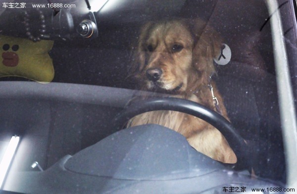 Come portare il tuo cane in un viaggio che dice di andare via quando torni a casa per il nuovo anno?