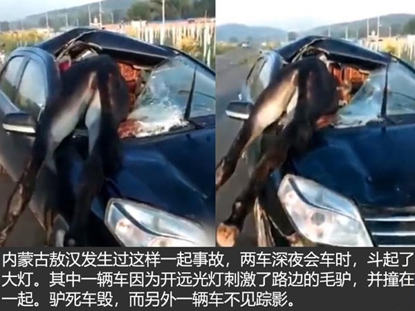 Chi pagherà se l’asino muore e l’auto viene distrutta?