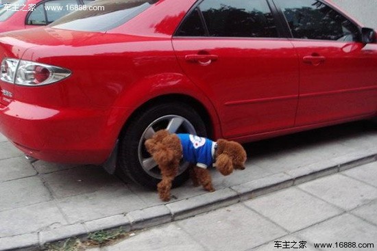 Sei consigli per evitare che i cani cattivi agiscano in modo aggressivo vicino alle auto Sei consigli per evitare che i cani cattivi agiscano in modo aggressivo vicino alle auto
