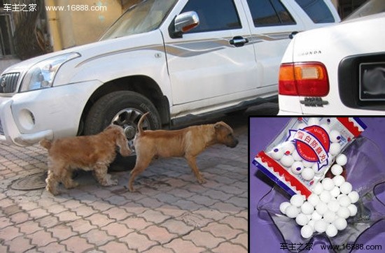 Sei consigli per evitare che i cani cattivi agiscano in modo aggressivo vicino alle auto Sei consigli per evitare che i cani cattivi agiscano in modo aggressivo vicino alle auto
