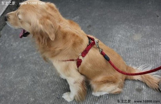 Sei consigli per evitare che i cani cattivi agiscano in modo aggressivo vicino alle auto Sei consigli per evitare che i cani cattivi agiscano in modo aggressivo vicino alle auto