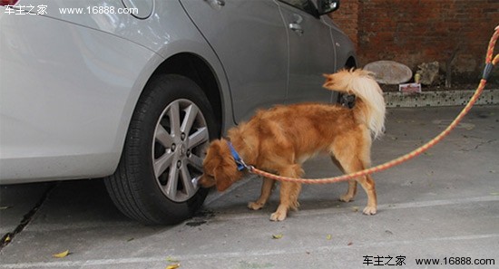 Sei consigli per evitare che i cani cattivi agiscano in modo aggressivo vicino alle auto